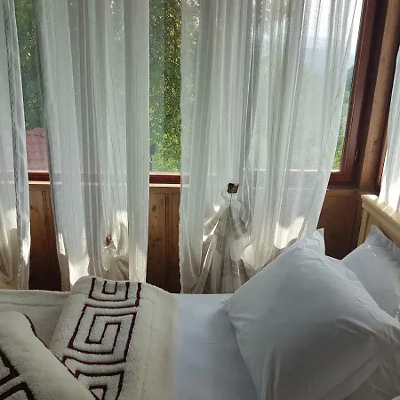 поликсения петиня *